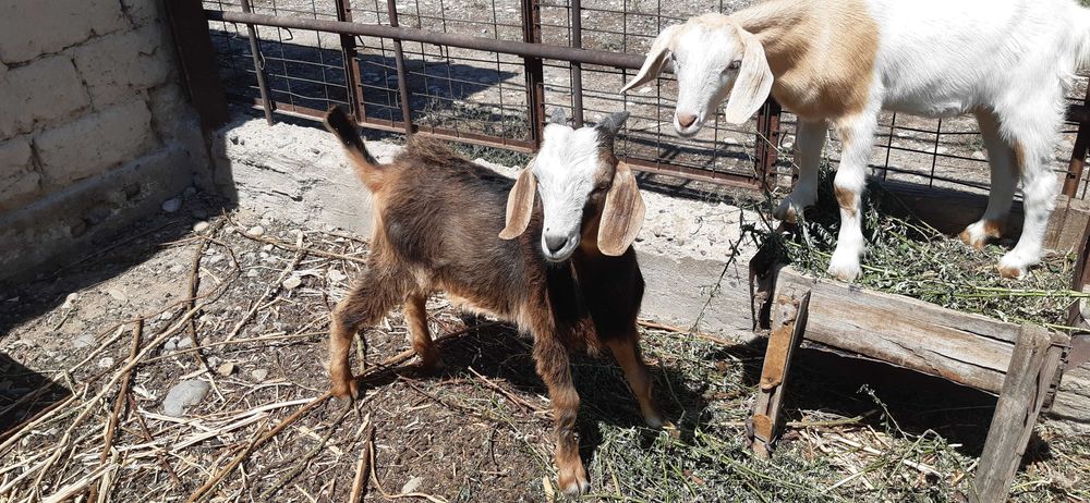 козленок - еркек лақ