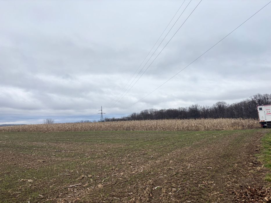 Teren Zaicesti pădure