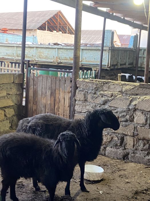 Қысыр ірі семіз қой сатылады