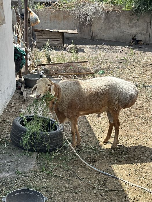 Кочкар Едильбайский и Арашан