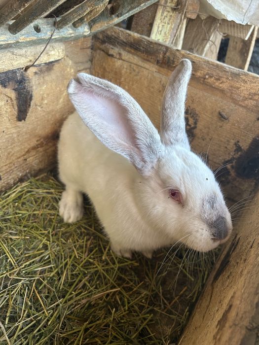 De vânzare 3 iepuri