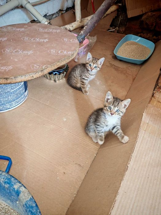 Отдам котят в добрые руки