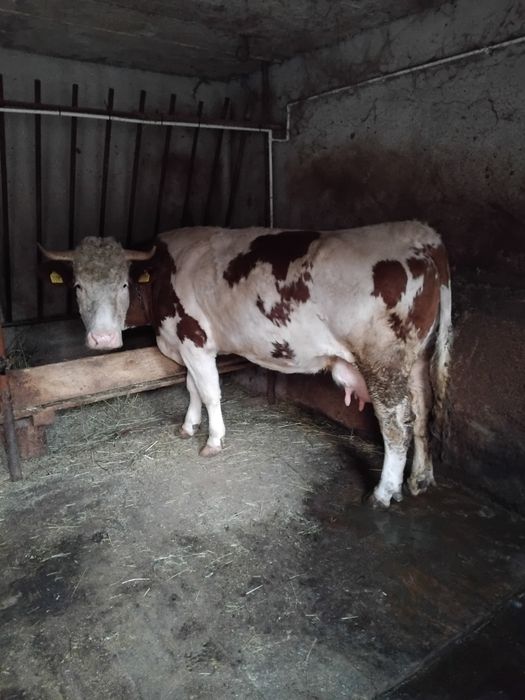 Vând vaca baltata românească!