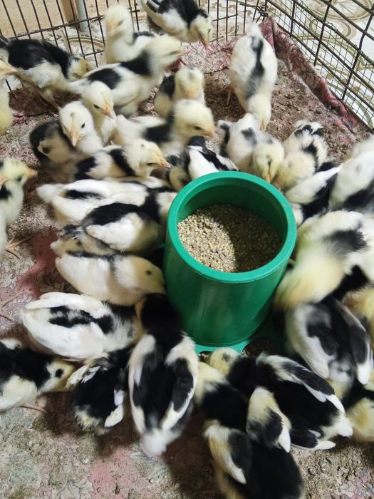 Цыплята австралорп мраморны