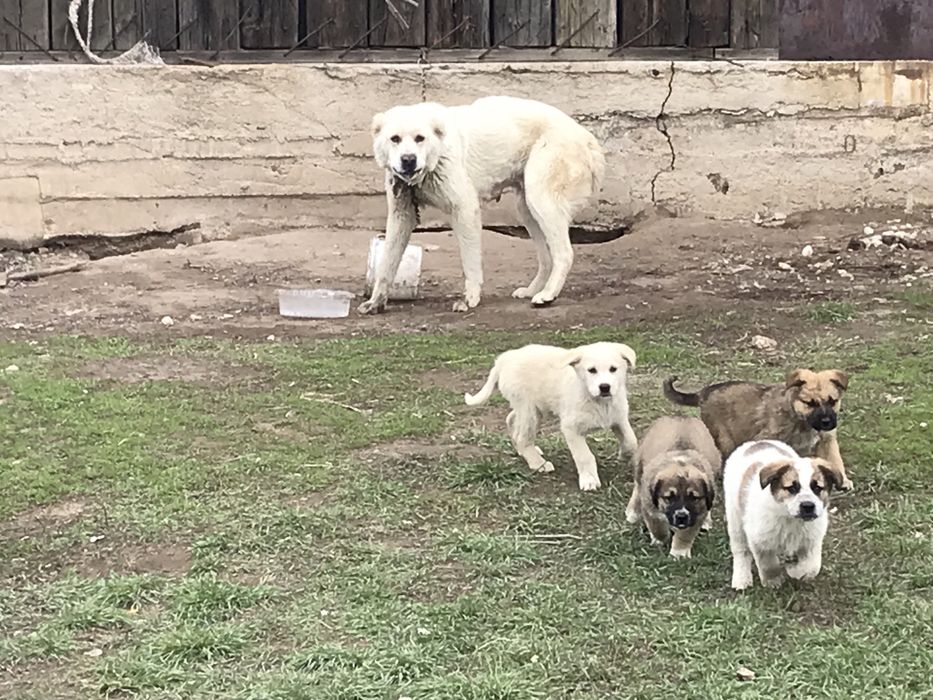 Продам тобет вместе со щенками