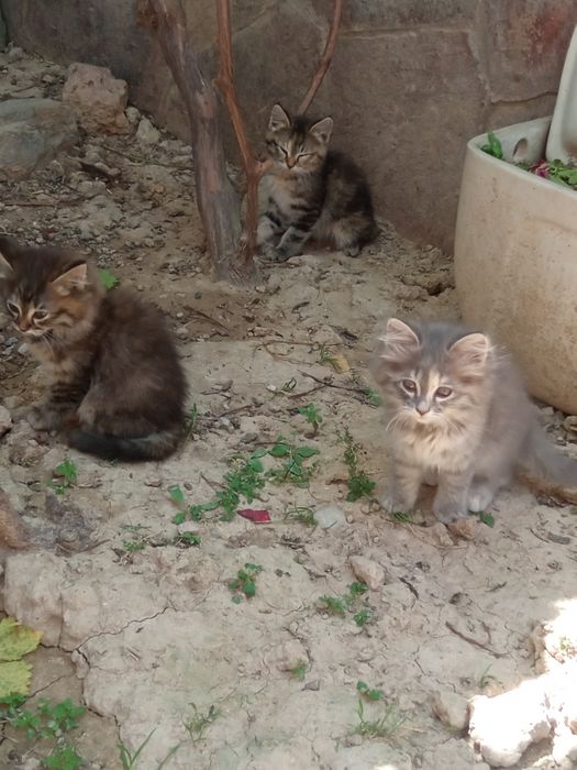 Котята йорксого и вислоухой