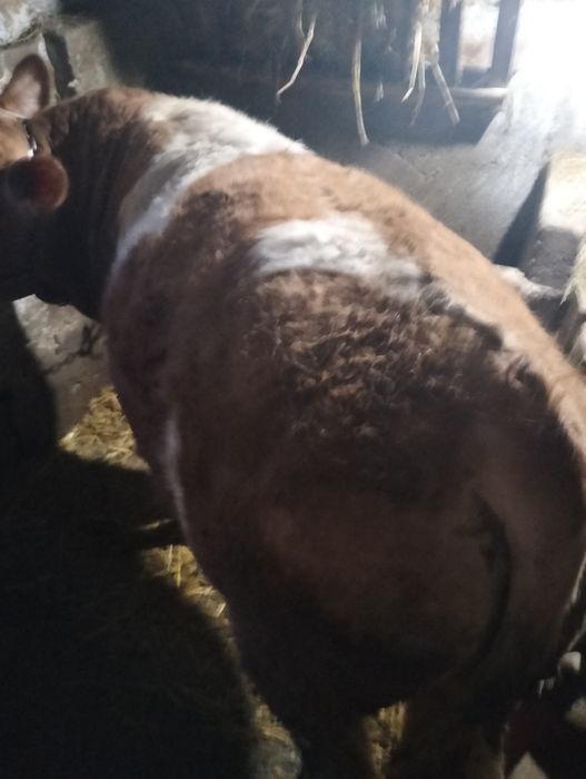 Vițel și vițea de