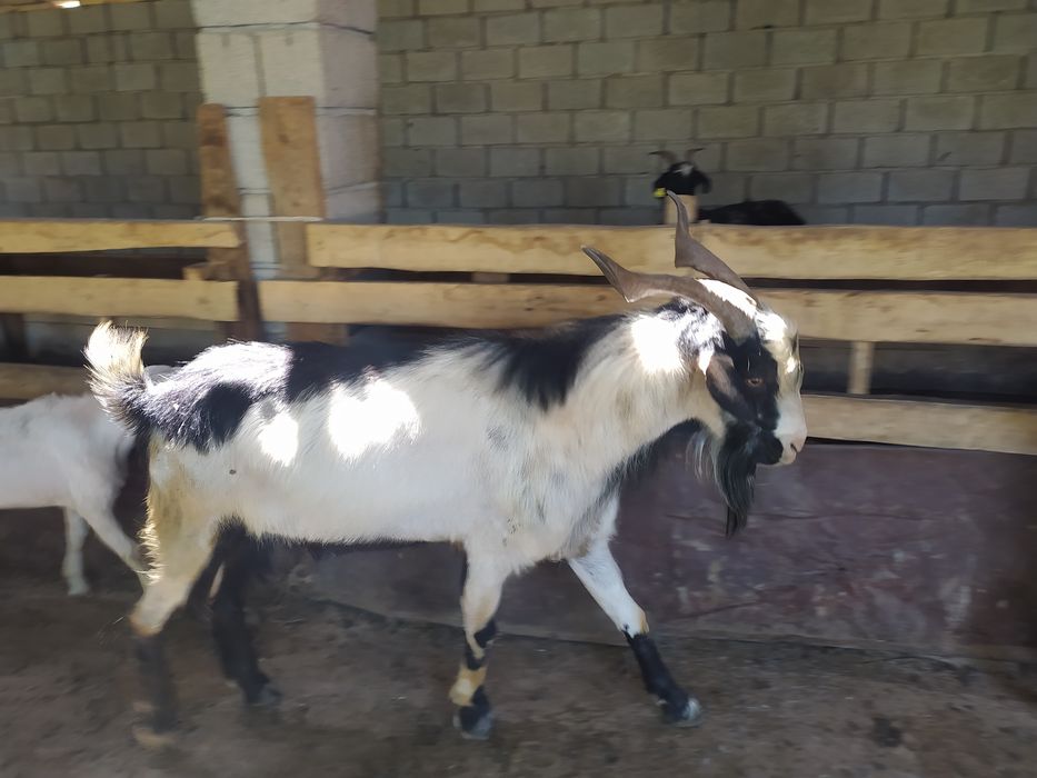 Үлкен жігіттің кішкентай қызды сиқыған порно видеосы