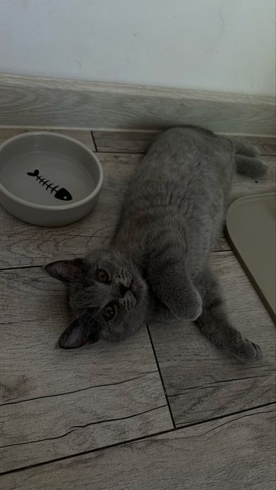 Котенок британец