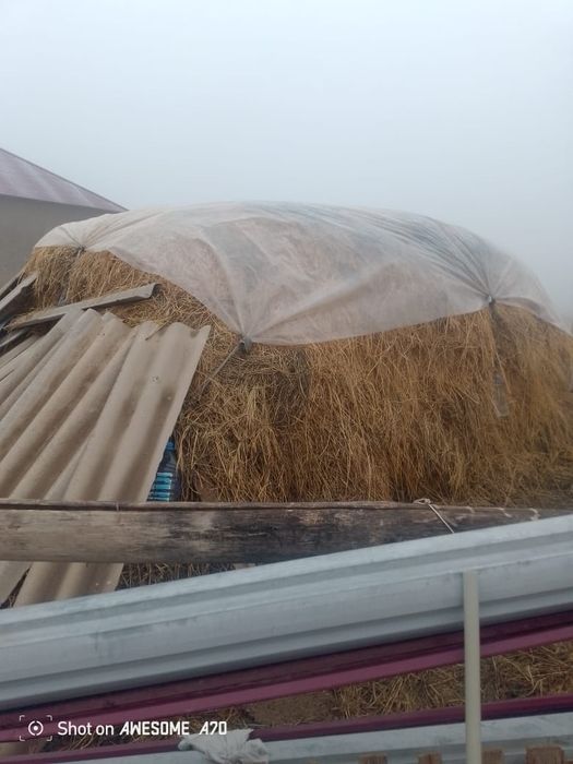 Шөп сатылады Жоңышқа мен аралас