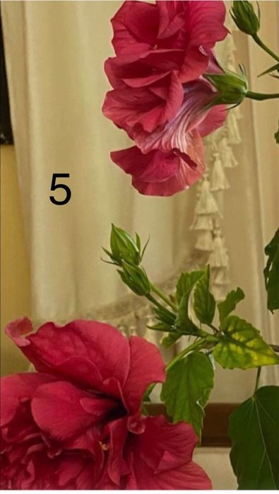Продам комнатный Гибискус . Цена 110 000 т
