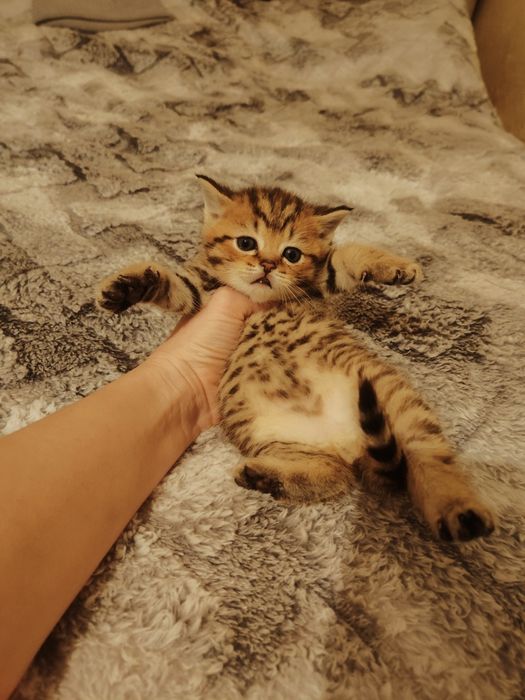 Золотистый табби котик