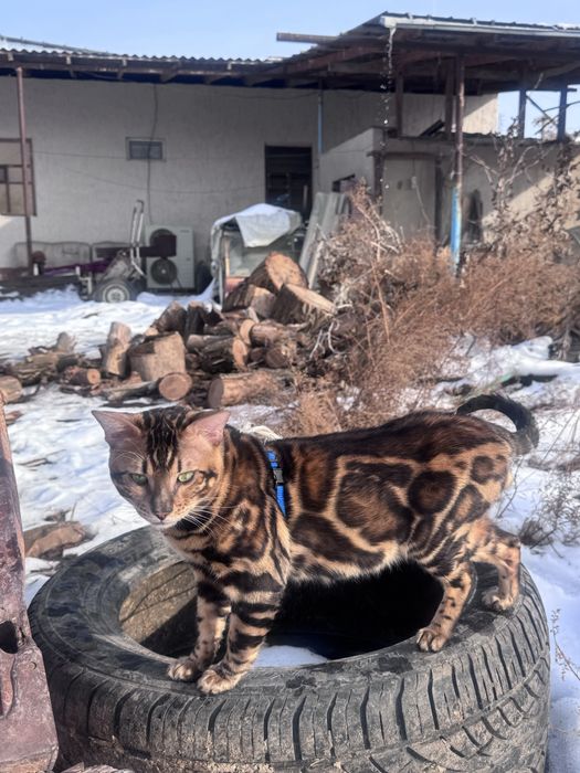 Красавчик ищет невесту