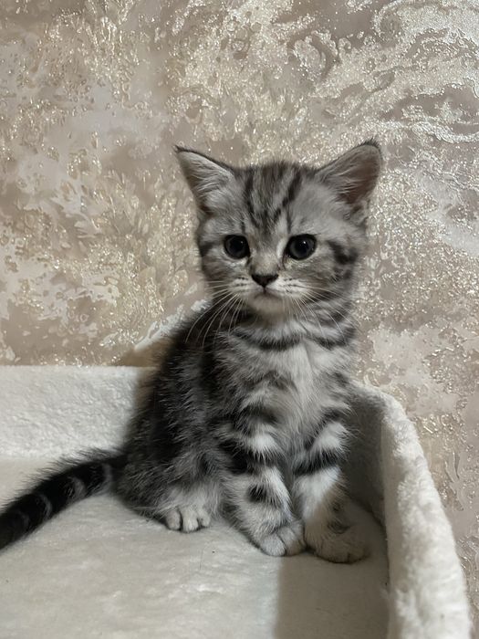 Шотландская скоттиш страйт