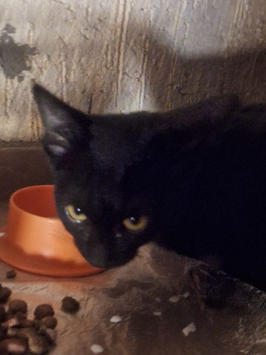 Отдаём котят в добрые руки!