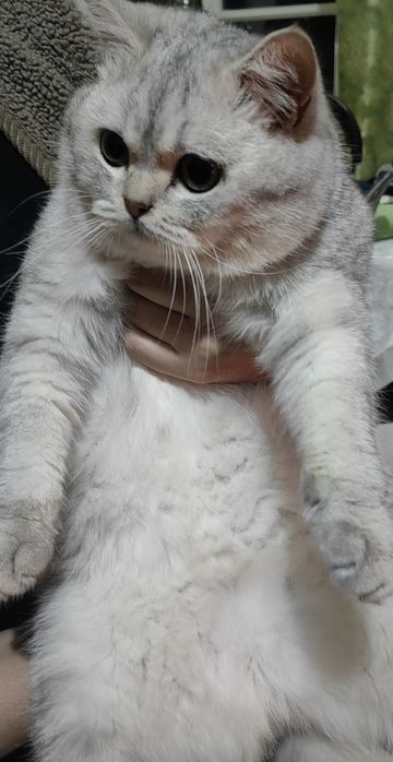 Скотиш фолд ургочи 9ойлик