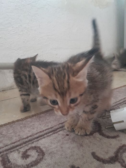 Котята домашние красивые