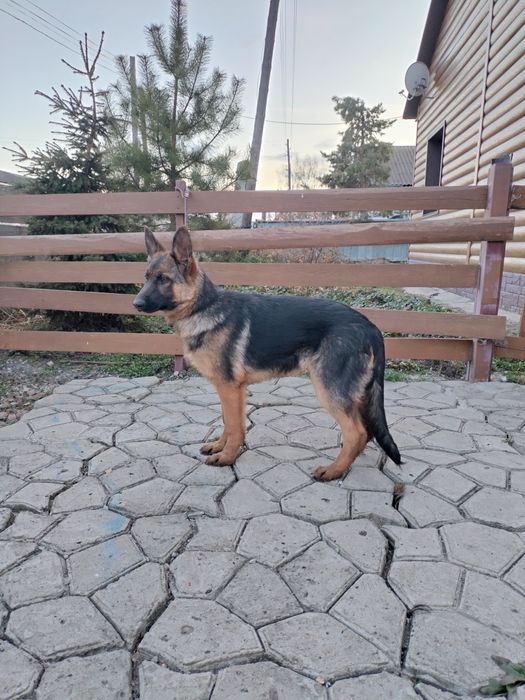 Щенок немецкой овчарки