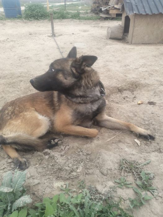 Продам Бельгийскую овчарку малинула