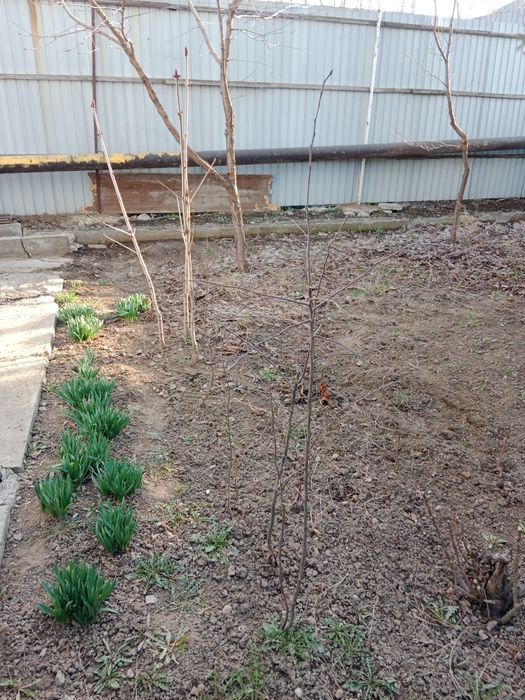 Дерево Каштан Яблоня