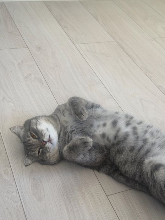 Отдам кота в добрые руки
