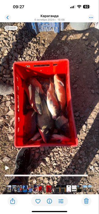 Оптом Живая рыба (карп/сазан)