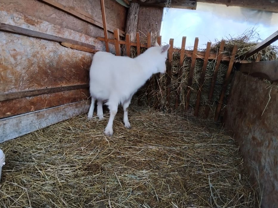 Vand  capre fătate,gestante si un țap .