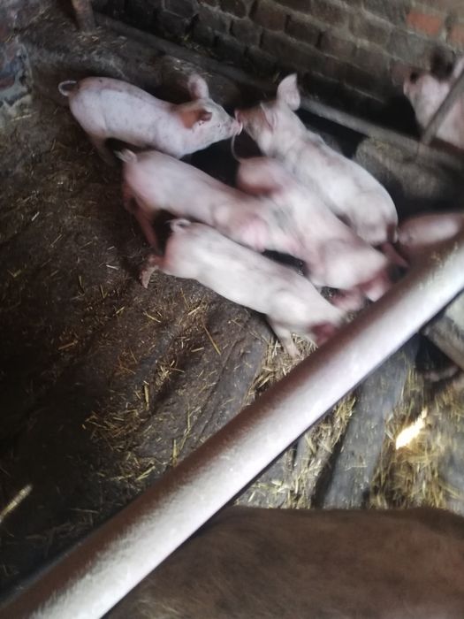 Продавам малки прасета