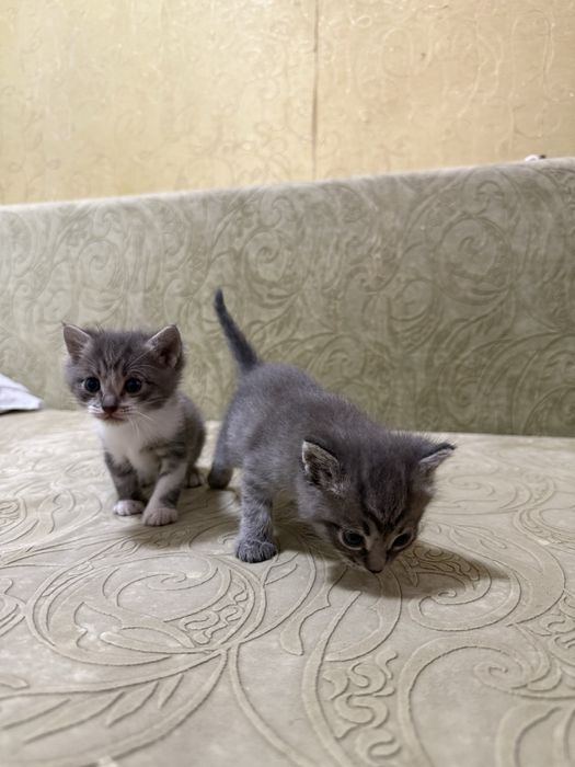 Котята милые ищут дом