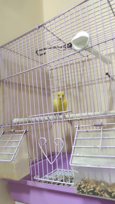 Продаются кенары, в идеальном состоянии