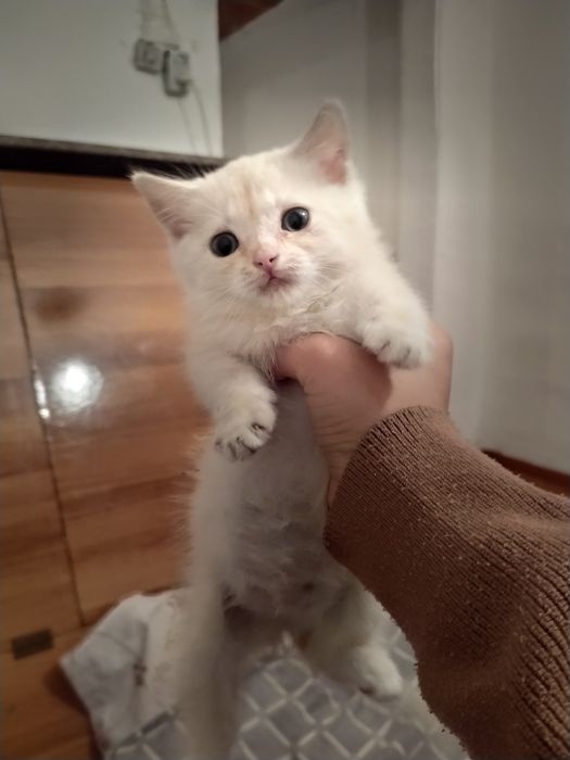Кошка 1 месяц девочка