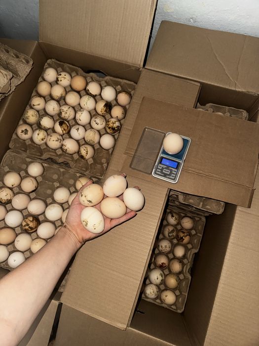 Инкубационный яйца бройлер Кобб