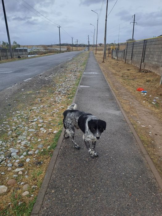 Тегін еркек машкі