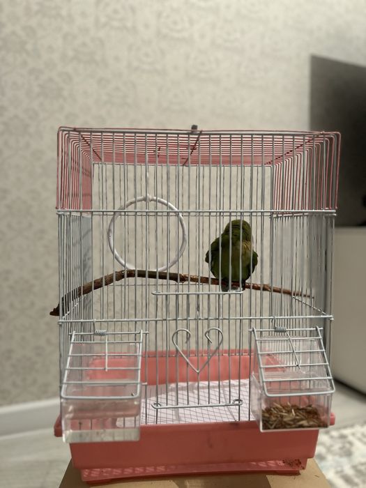 Домашний попугай