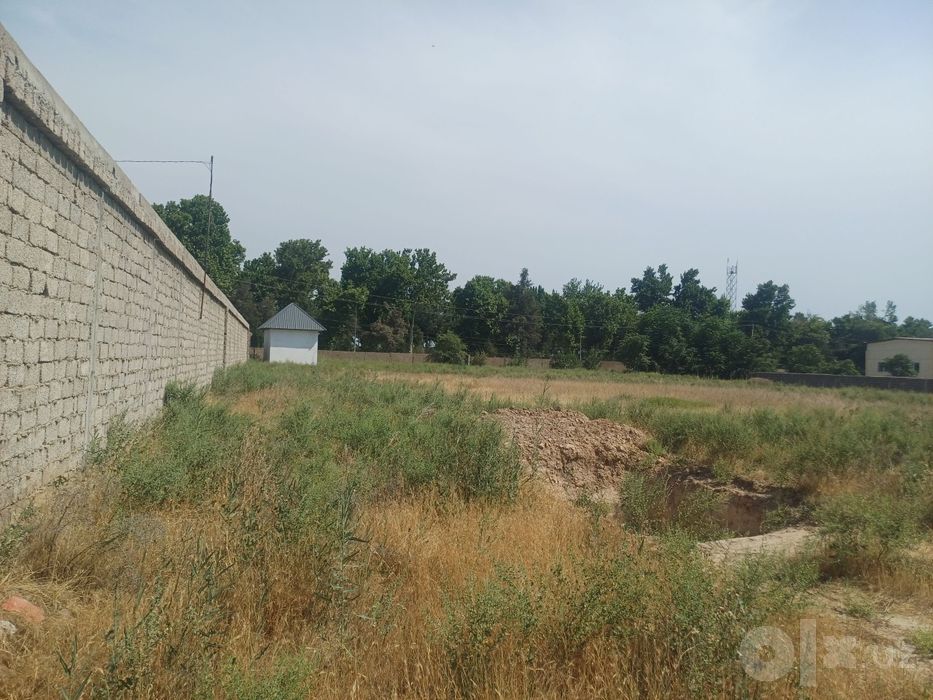 1 гектар Ташморе