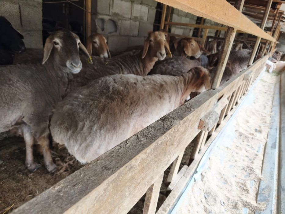 Арашан  токтылар