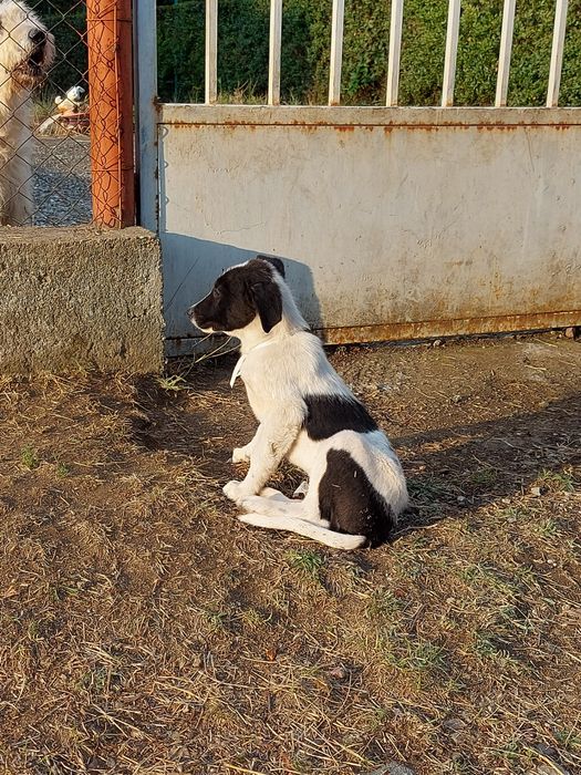 Подарявам кученца