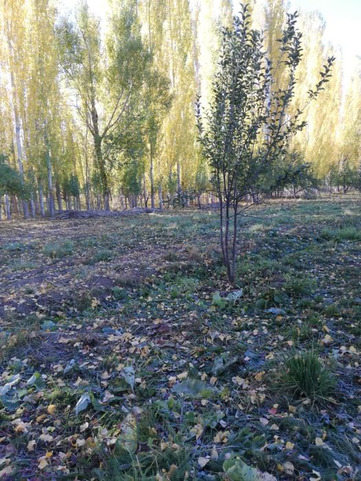 16 соттық жер сатылады