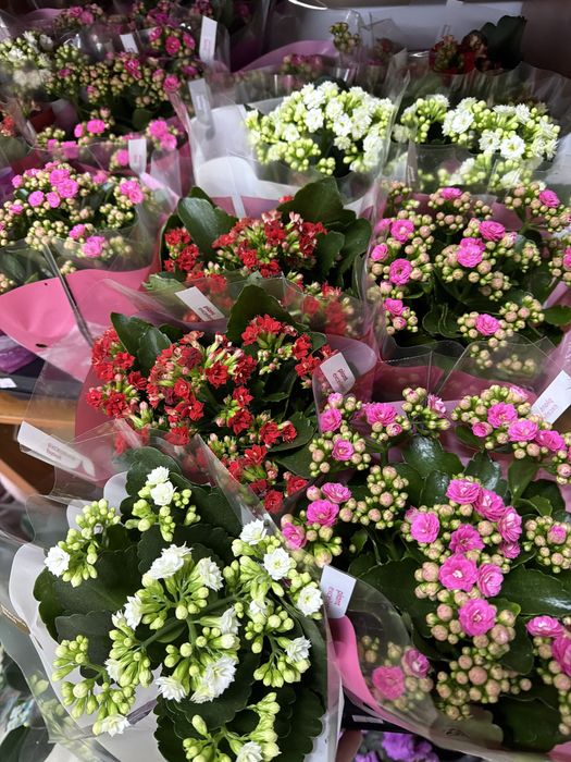 Цветы на 8 марта