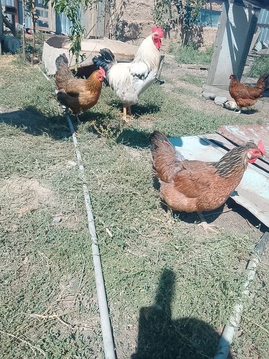 Продам куры домашние