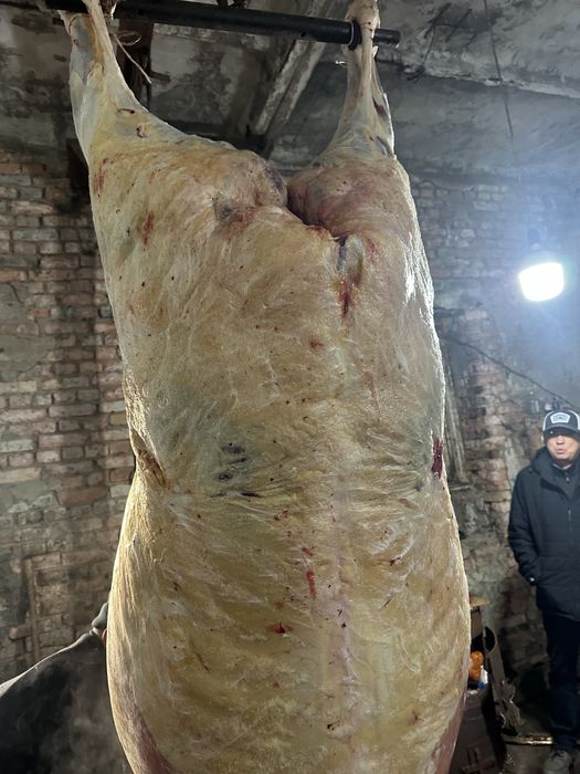 Жас биелер, байталдар сатам