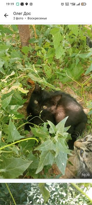 Отдам котят в добрые руки