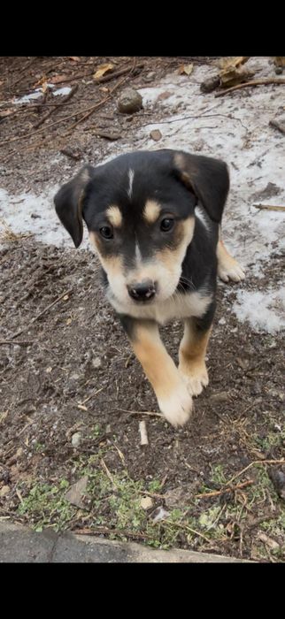 Щеночки девочки бесплатно