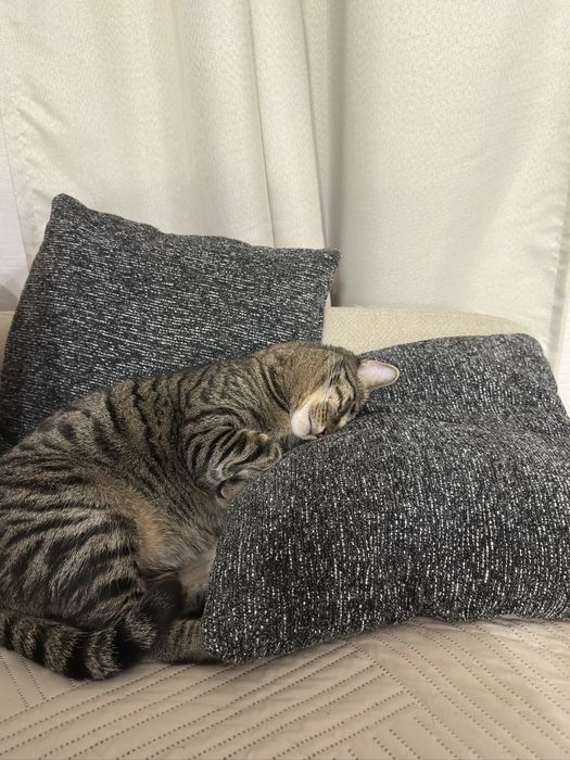Кот домашний Симба 5 лет