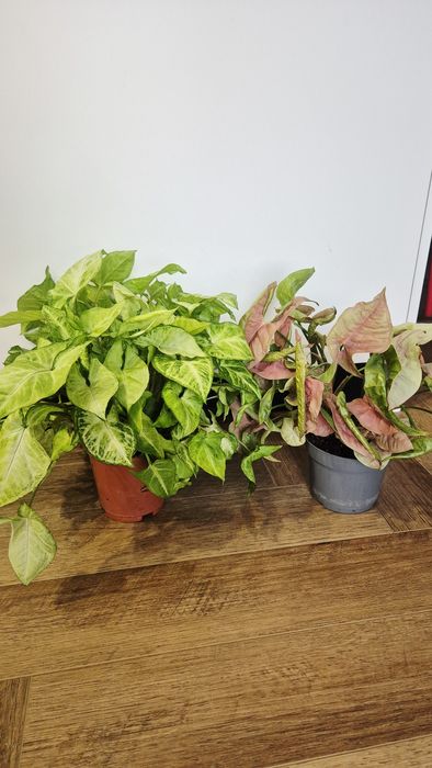 Сингониумы, кислица