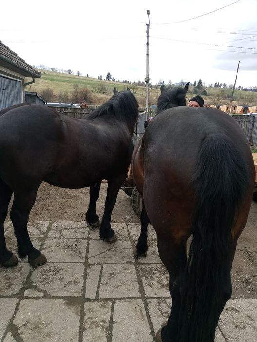 Cai de vânzare tineri