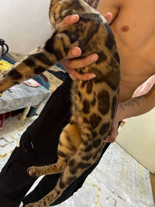 Bengal mushu sotiladi