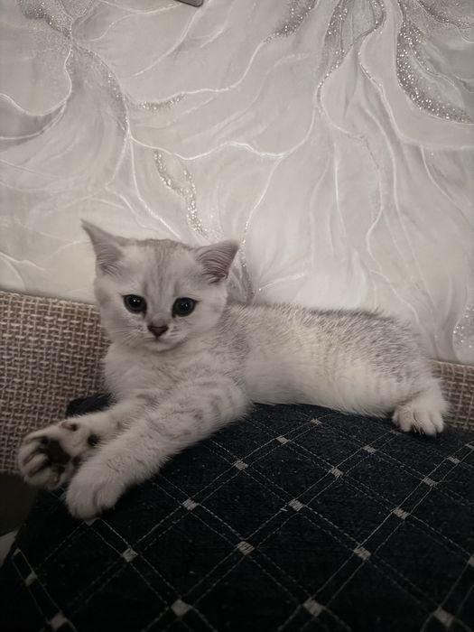 Британец шиншилла