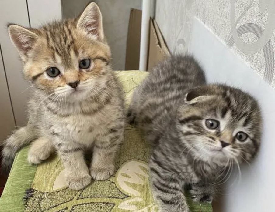 Шикарненькие Котята