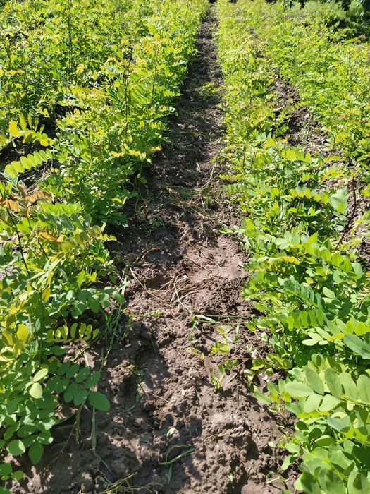 Puieți de salcâm anul 1